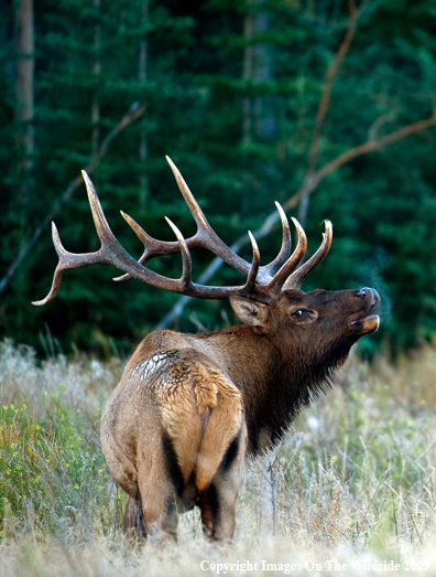 Bull Elk in field