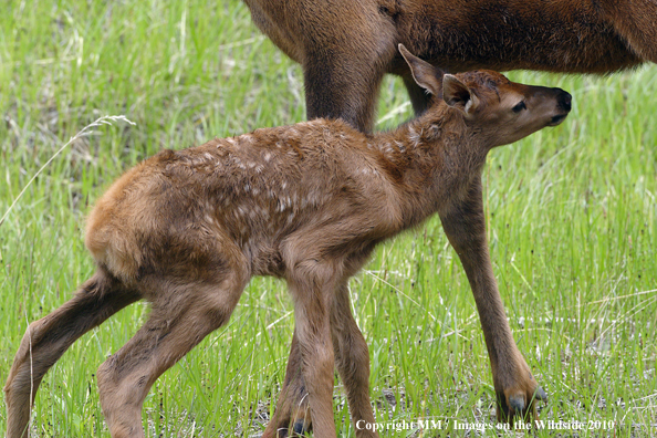 Rocky Mountain Cow Elk with Brand New Baby Calf