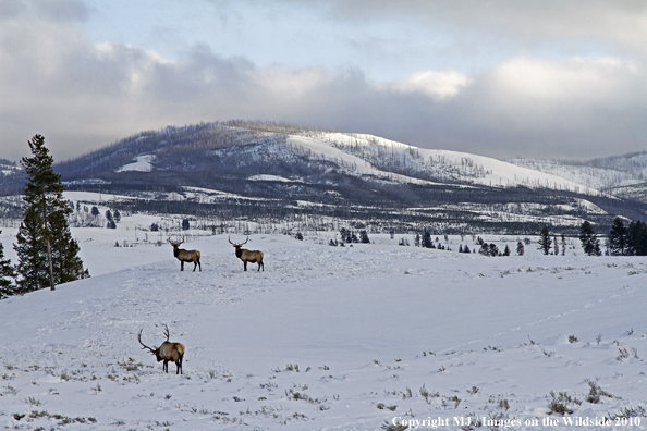 Rocky Mountain Bull Elk in habitat. 