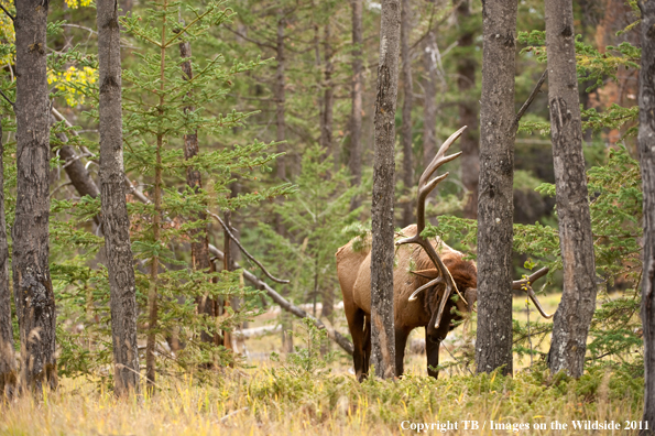 Bull elk in forest. 