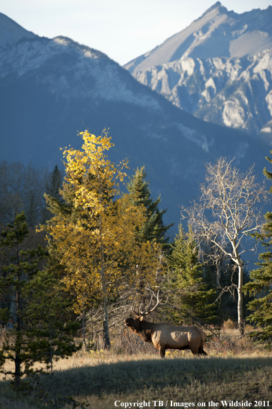 Rocky Mountain bull elk bugling. 