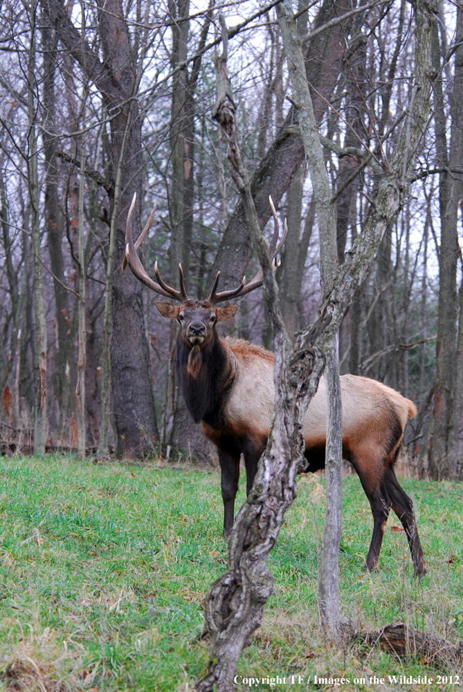 Bull elk in habitat. 