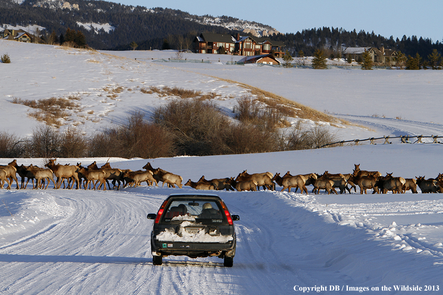 Elk crossing road near urban area during winter.