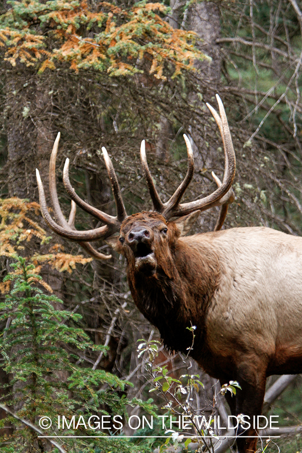 Rocky Mountain Bull Elk bugling in habitat.