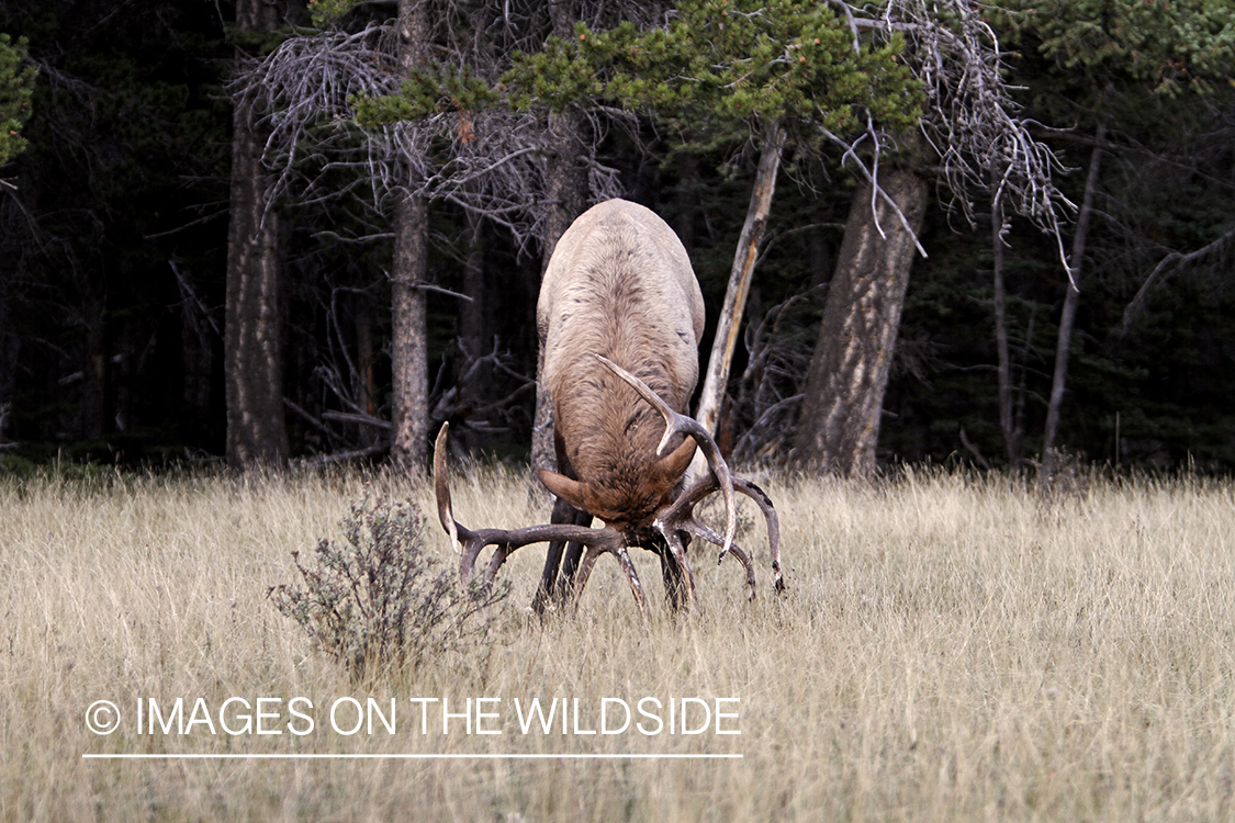 Rocky Mountain Bull Elk in threat display during the rut.