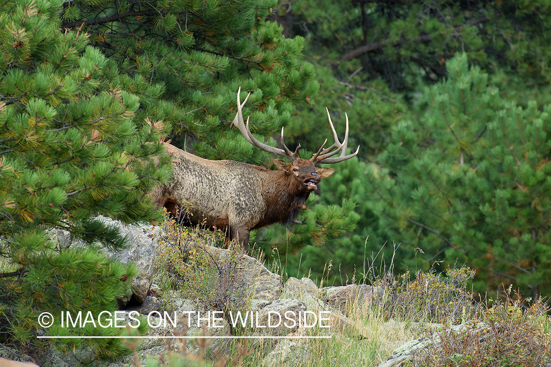 Rocky Mountain Bull Elk bugling in habitat.