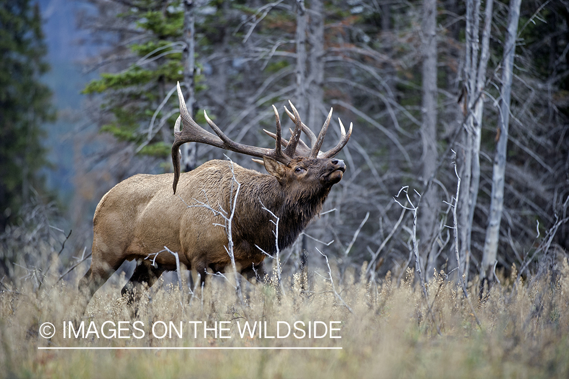 Bull elk sniffing air.