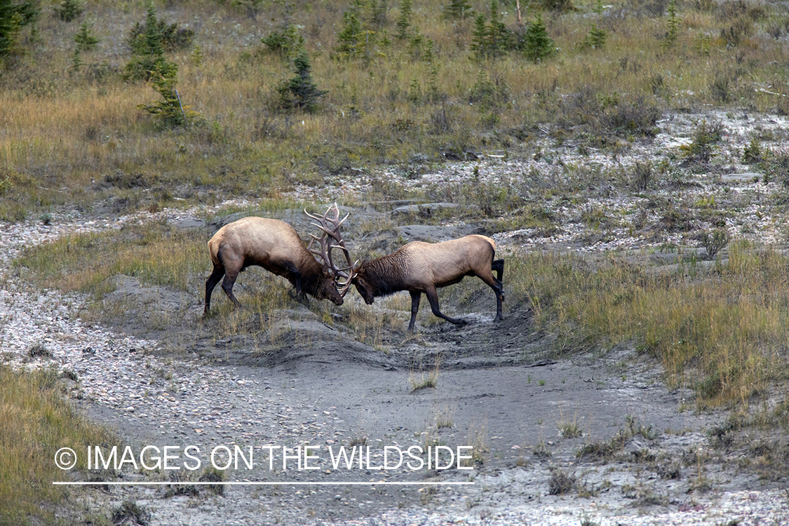 Bull elk fighting.