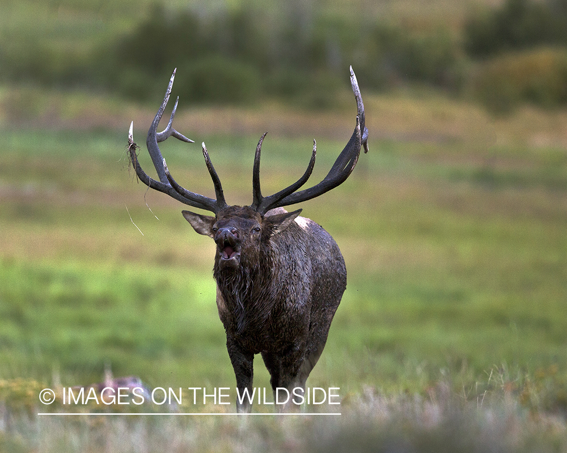 Bull elk bugling.