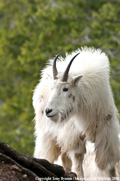 Billy Mountain Goat