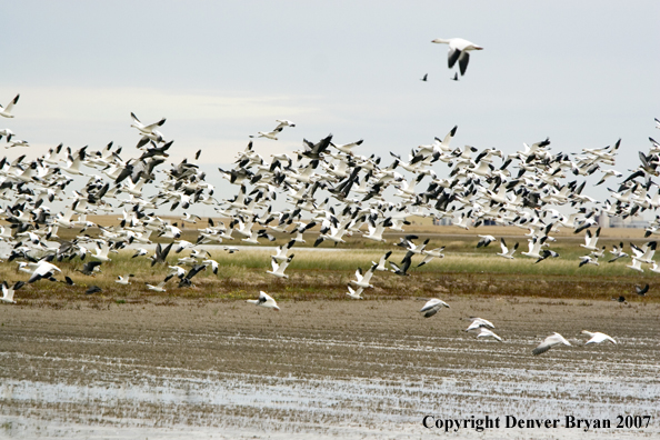 Snow geese in flight