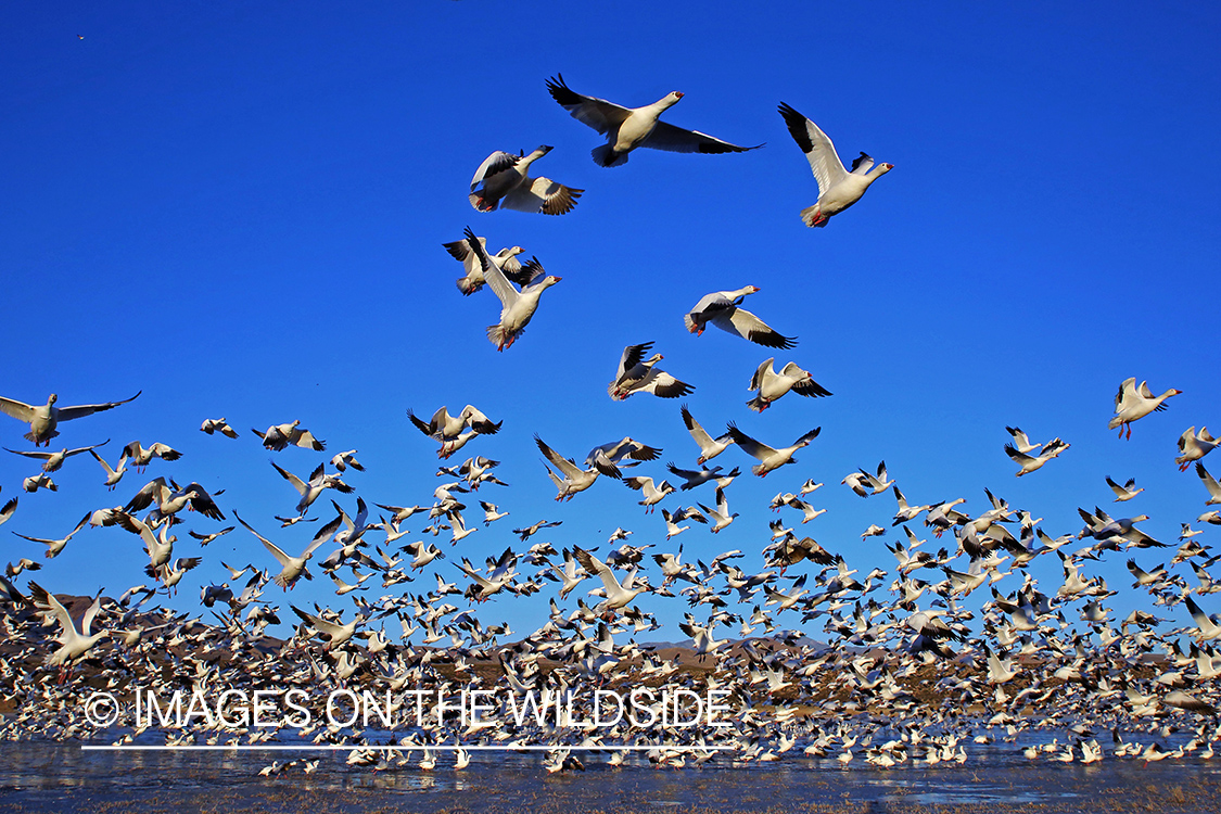 Snow geese flock taking flight. 