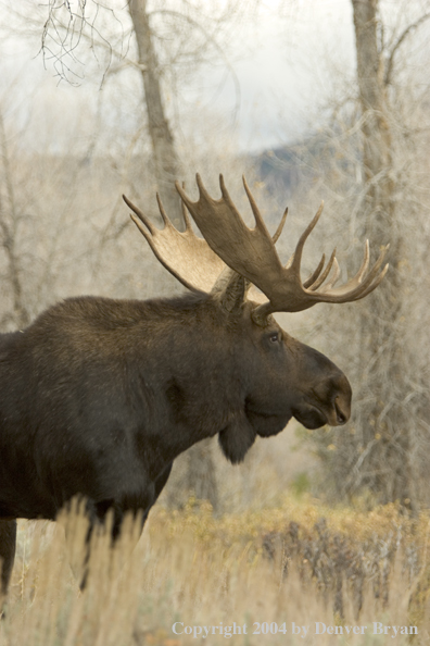 Shiras bull moose in Rocky Mountains.