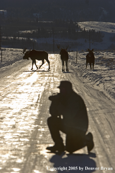 Photographer shooting Shiras bull moose in winter.