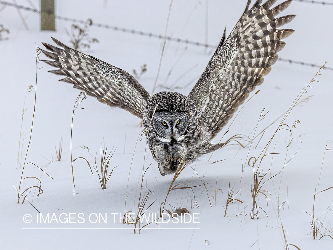 Great Grey Owl in habitat.