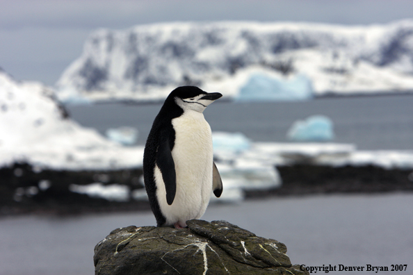 Chinstrap penguin in habitat