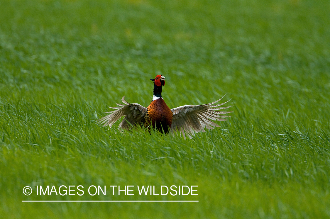 Pheasant in habitat.