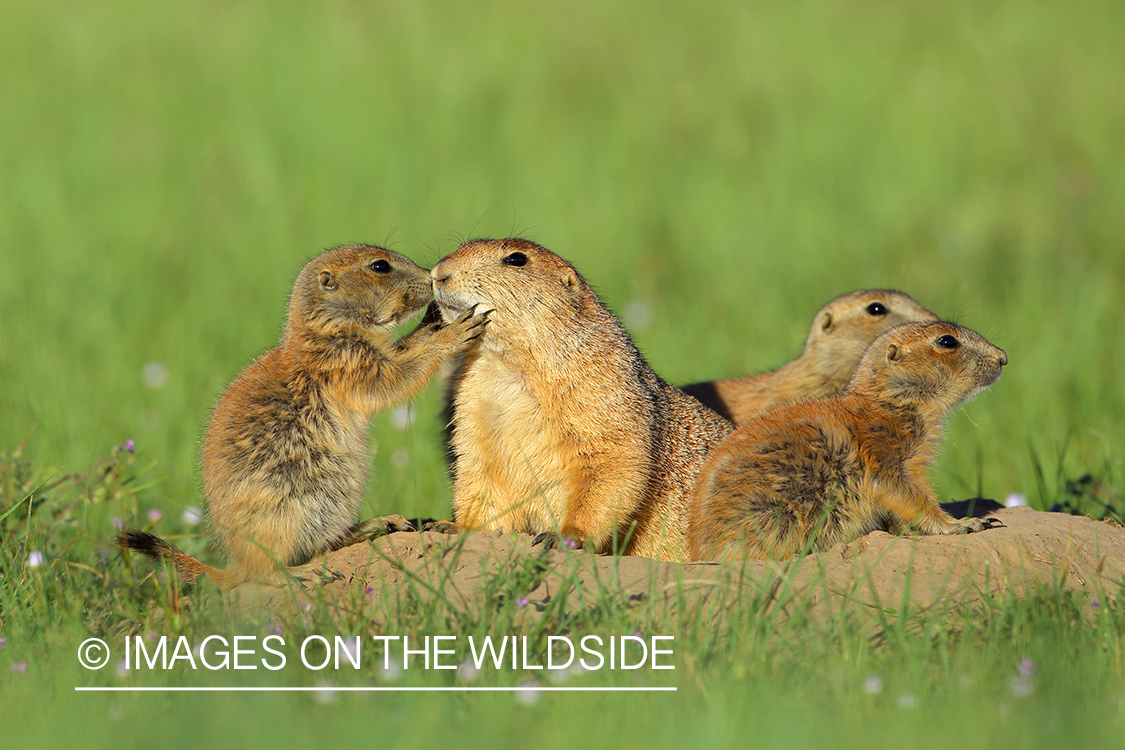 Prairie dog pups with mother in habitat.