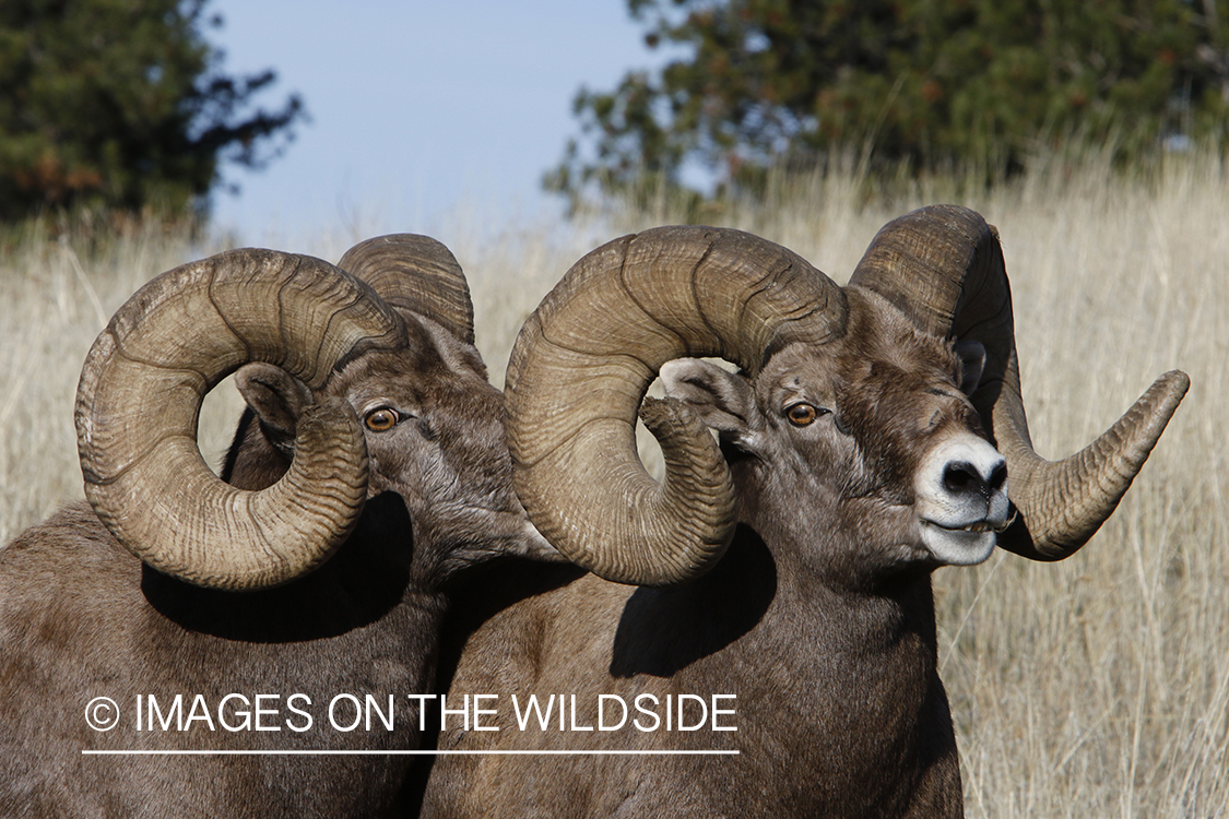 Rocky Mountain bighorn sheep in field.