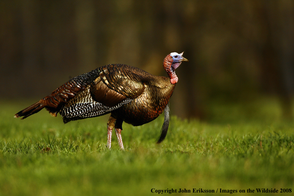 Eastern Wild Turkey