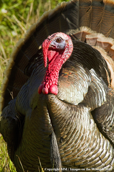 Eastern Wild Turkey in habitat. 