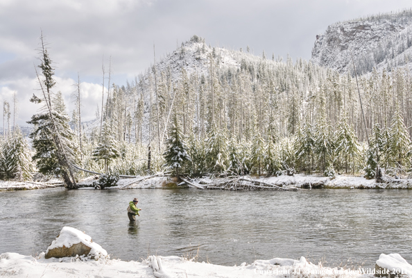 Flyfishing on the Madison River, Yellowstone National Park. 