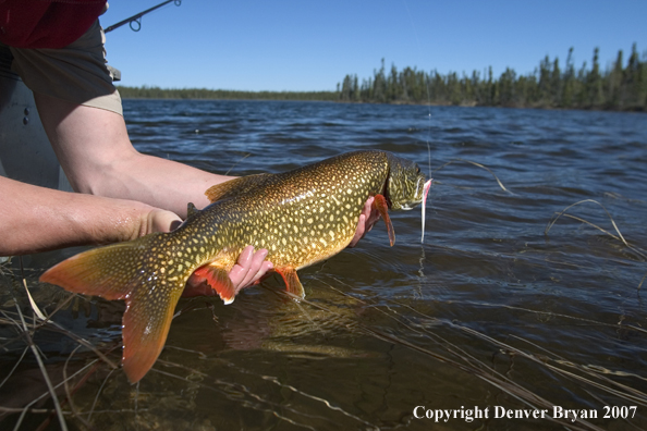 Fisherman with lake trout.  Close-up of trout.