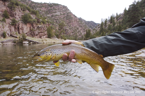 Brown trout being released by fisherman.