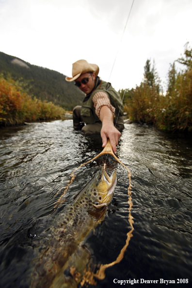 Flyfisherman Landing Brown Trout