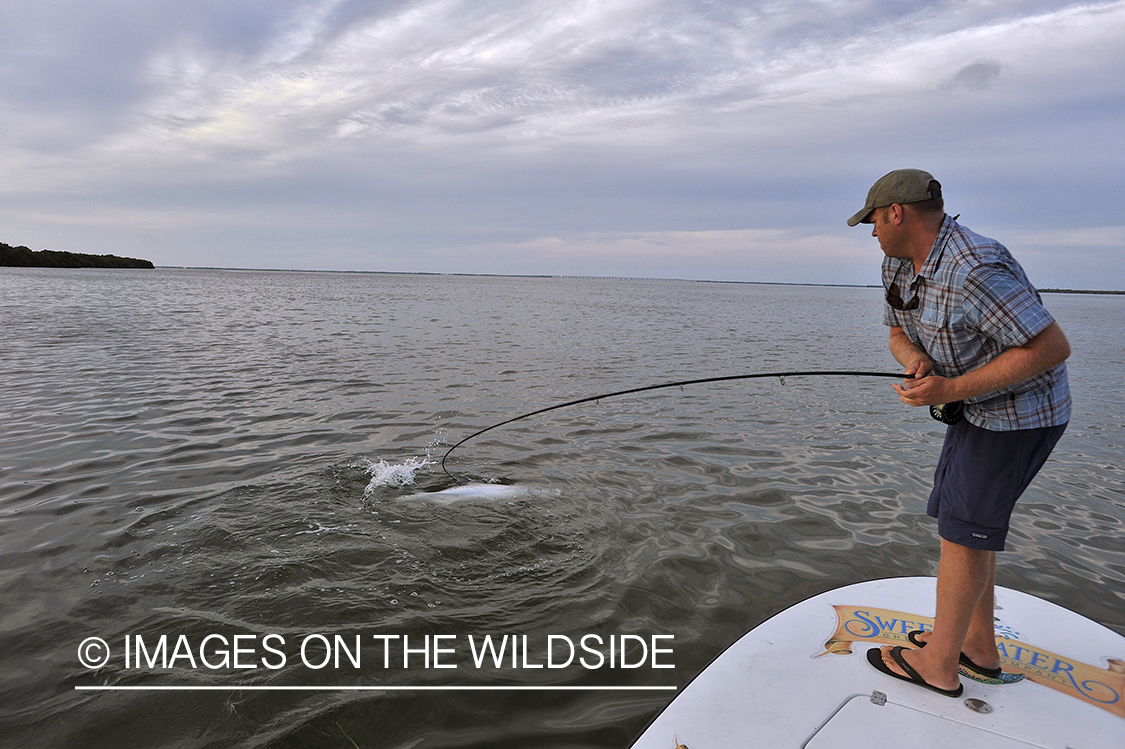 Flyfisherman fighting tarpon on line.