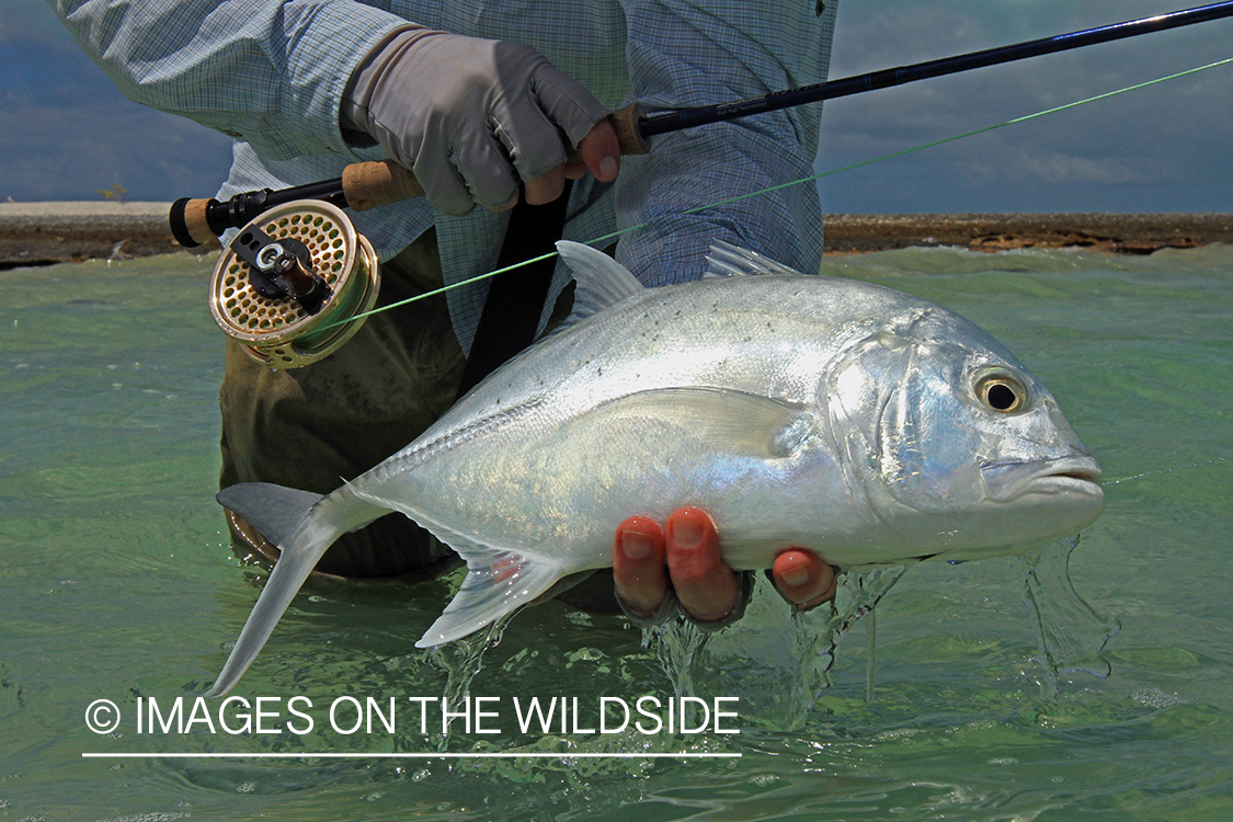 Saltwater flyfisherman with trevally fish, Christmas Island.