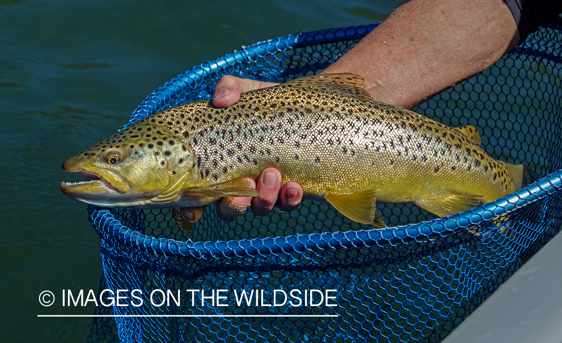 Brown trout.