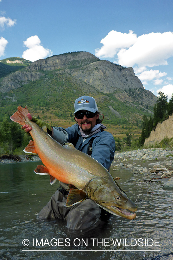 Flyfisherman releasing bull trout.