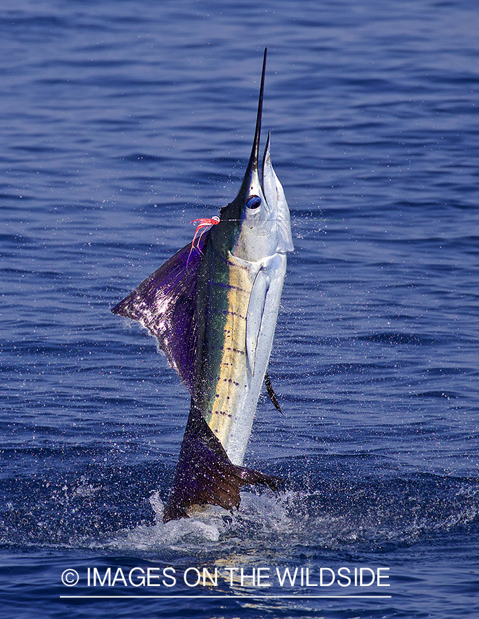 Sailfish jumping out of water.