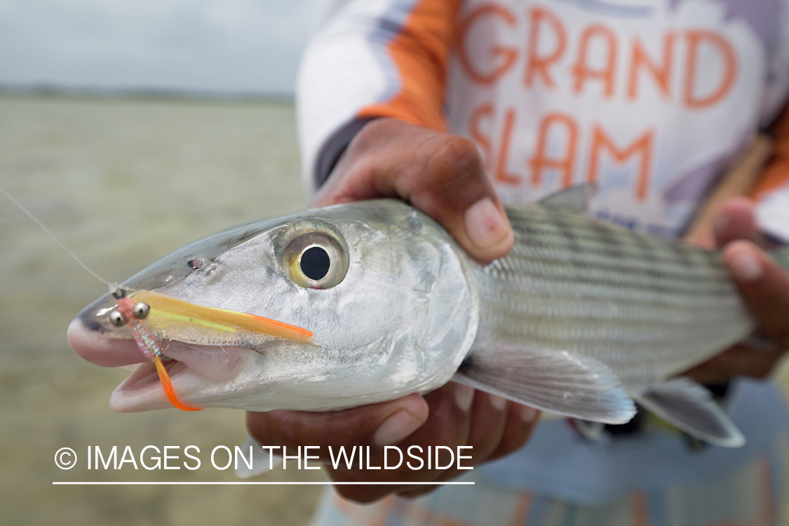 Flyfisherman with hooked Bonefish.