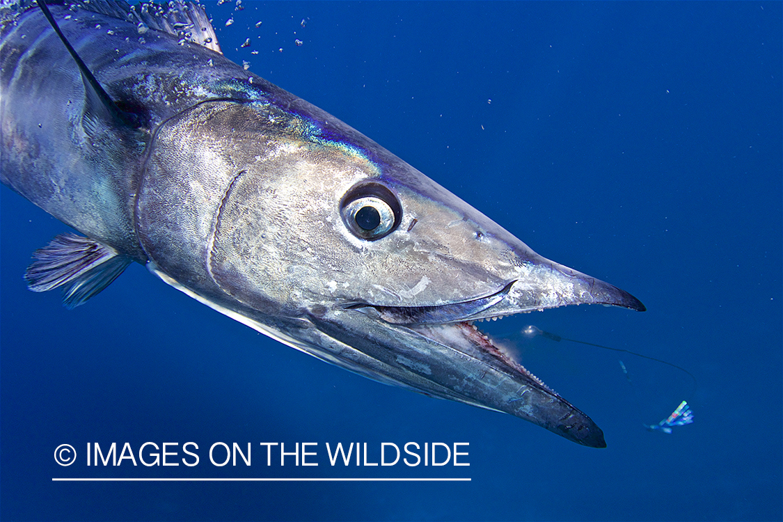 Wahoo with fishing hook.