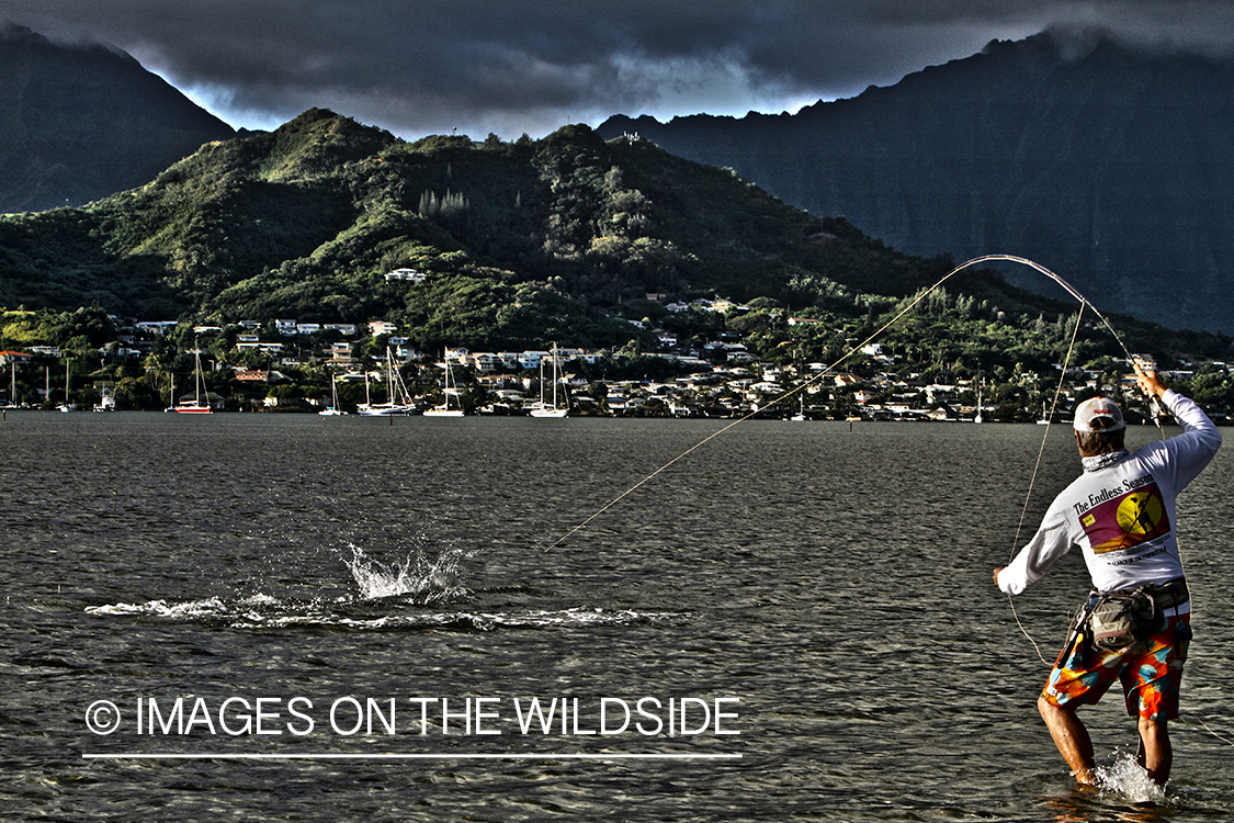 Saltwater flyfisherman fighting bonefish from flats, in Hawaii. (HDR)