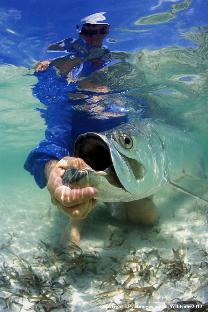 Fisherman releasing Tarpon.