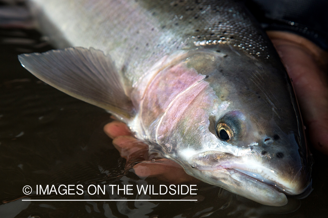 Steelhead in Nass River, British Columbia.