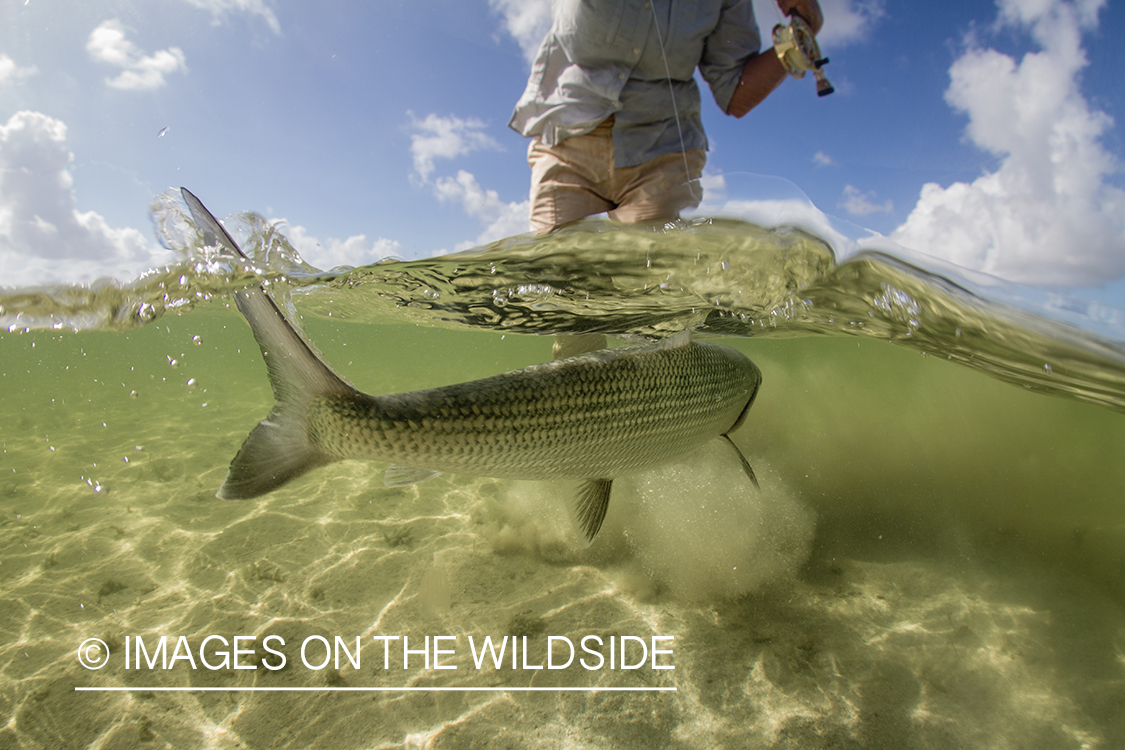 Flyfisherman releasing bonefish.