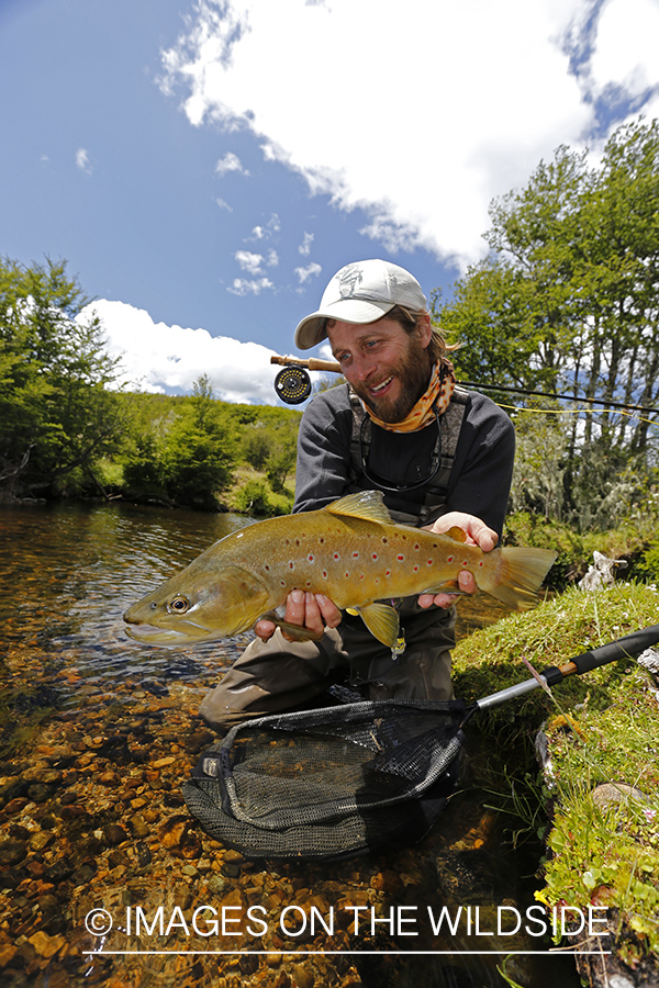 Flyfisherman releasing brown trout.