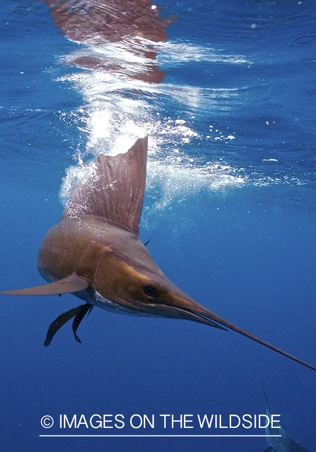 Sailfish hunting bait fish in open ocean.