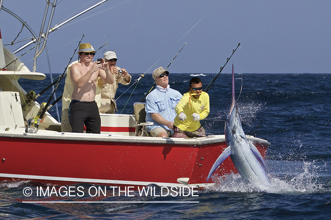 Deep sea fisherman fighting jumping marlin.