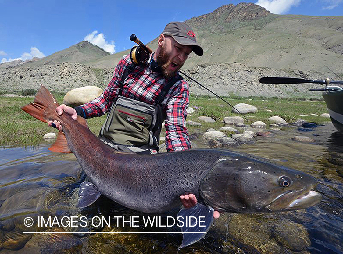 Fly fisherman with large Taimen.