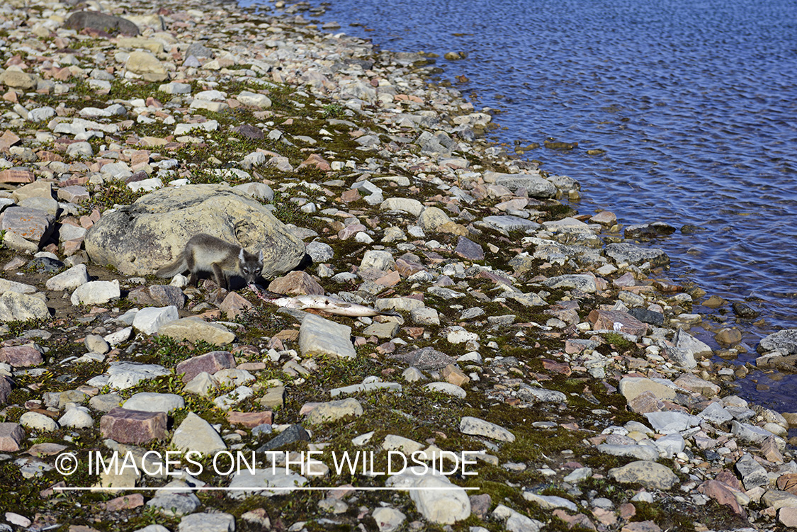 Arctic fox eating Arctic Char.