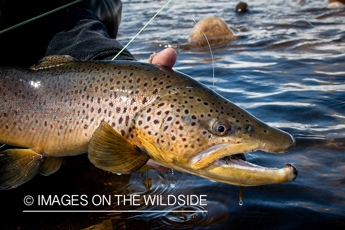 Flyfisherman releasing brown trout.