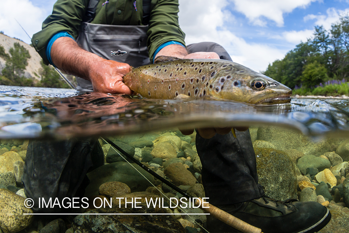 Flyfisherman releasing trout.