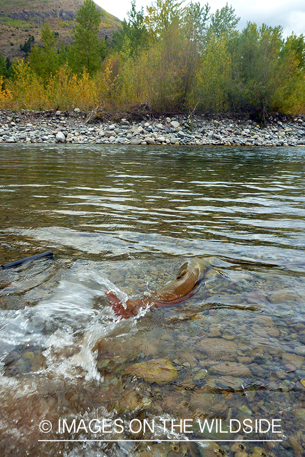 Bull trout