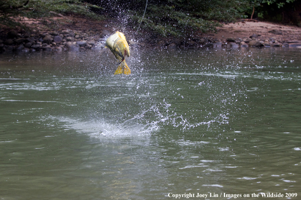 Leaping Golden Dorado