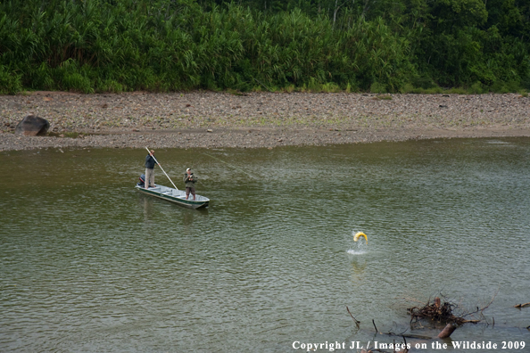 Flyfishermen landing Golden Dorado